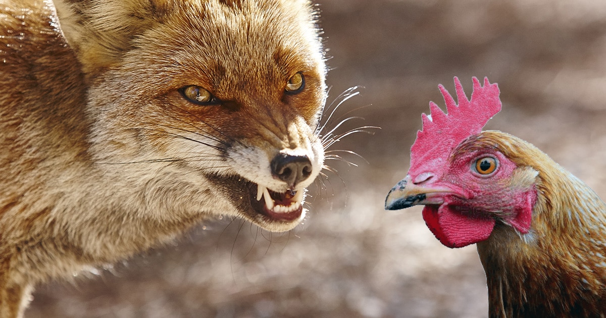 poule vs renard